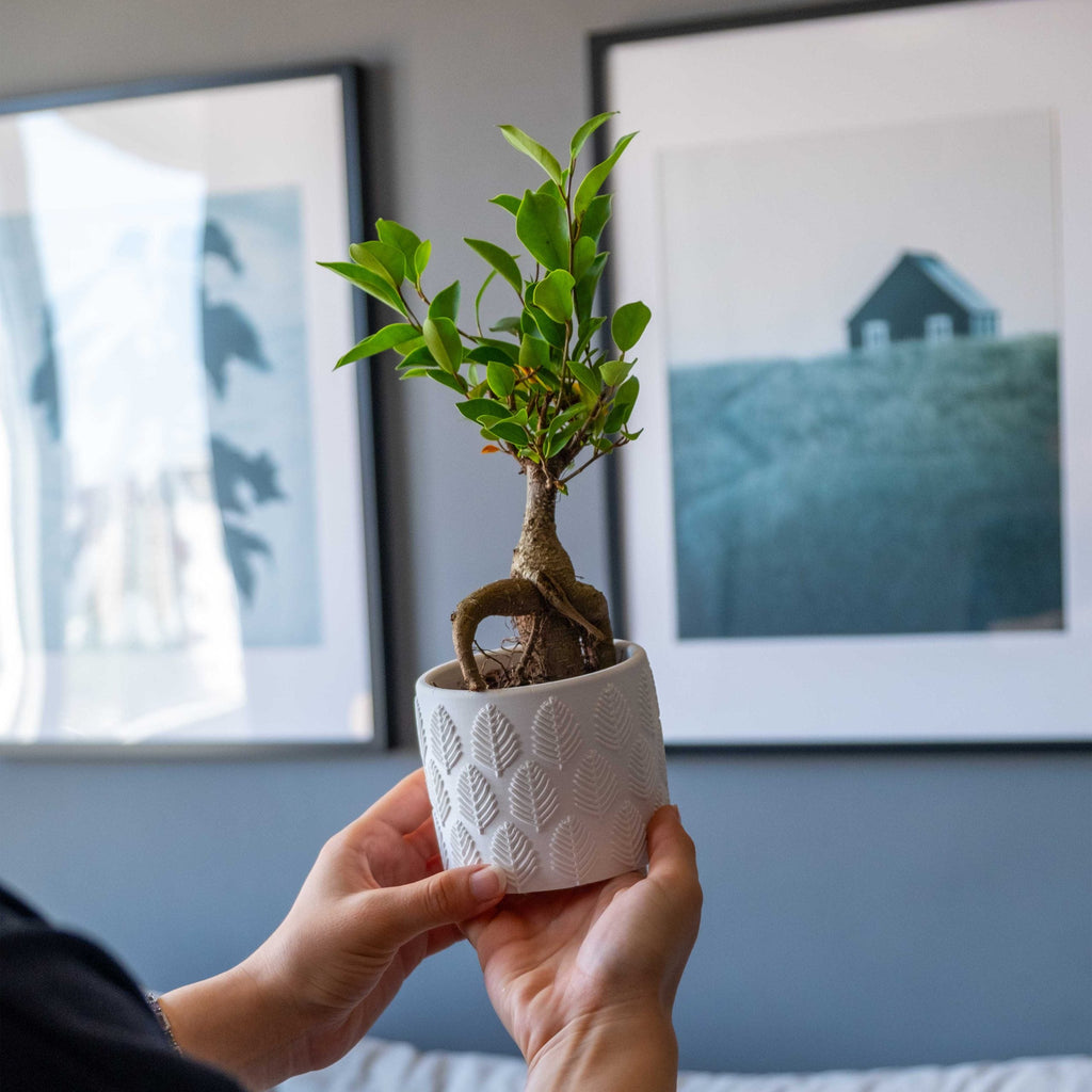 White Concrete Ivy with Green Concrete Pot