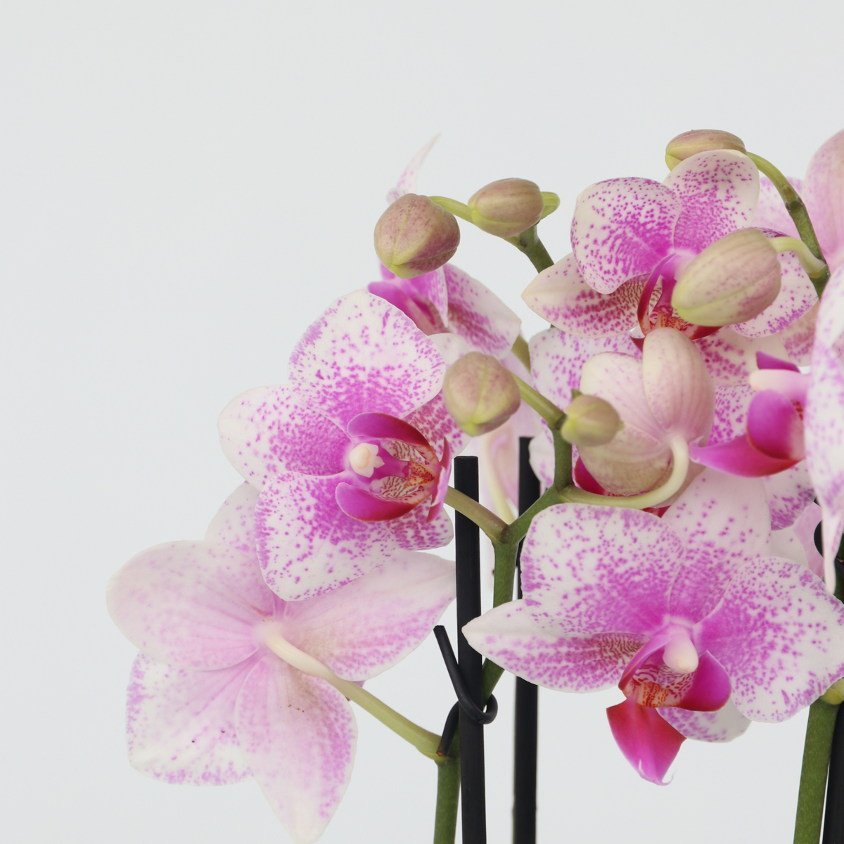 Pink Moth Orchid Plant 35-45cm with Multiple Flower Branches