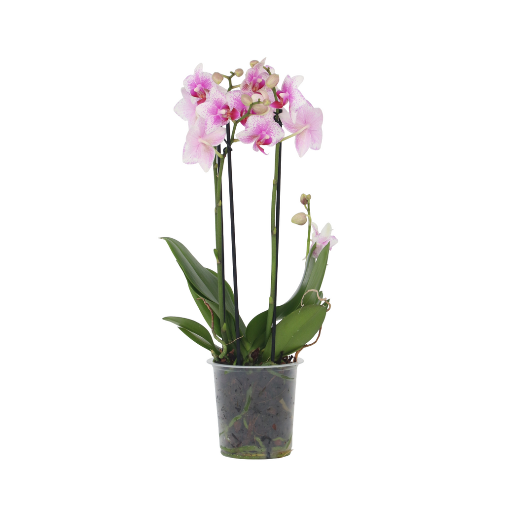 Pink Moth Orchid Plant 35-45cm with Multiple Flower Branches