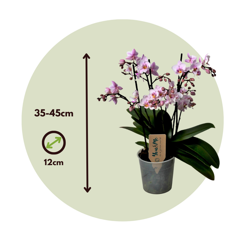 Pink Moth Orchid Plant 35-45cm with Multiple Flower Branches
