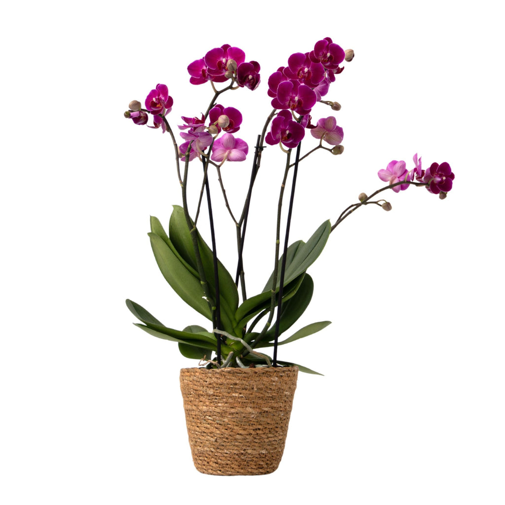 Purple Moth Orchid Plant with Basket 35-45cm