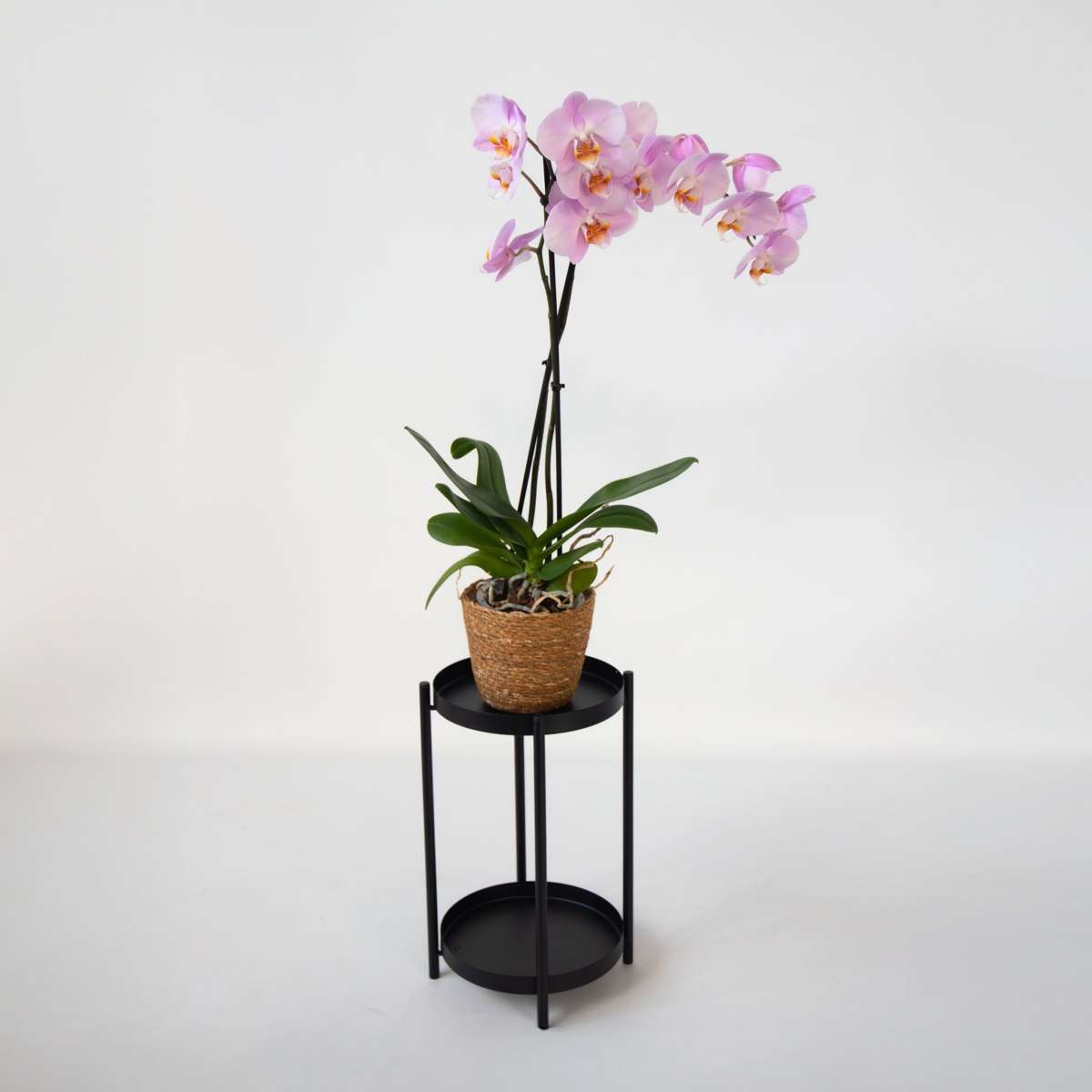 Moth Orchid Plant 50 to 60cm with Pink Flowers