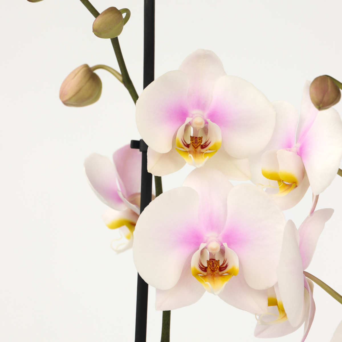 Moth Orchid Plant 50 to 60cm with Pink Flowers