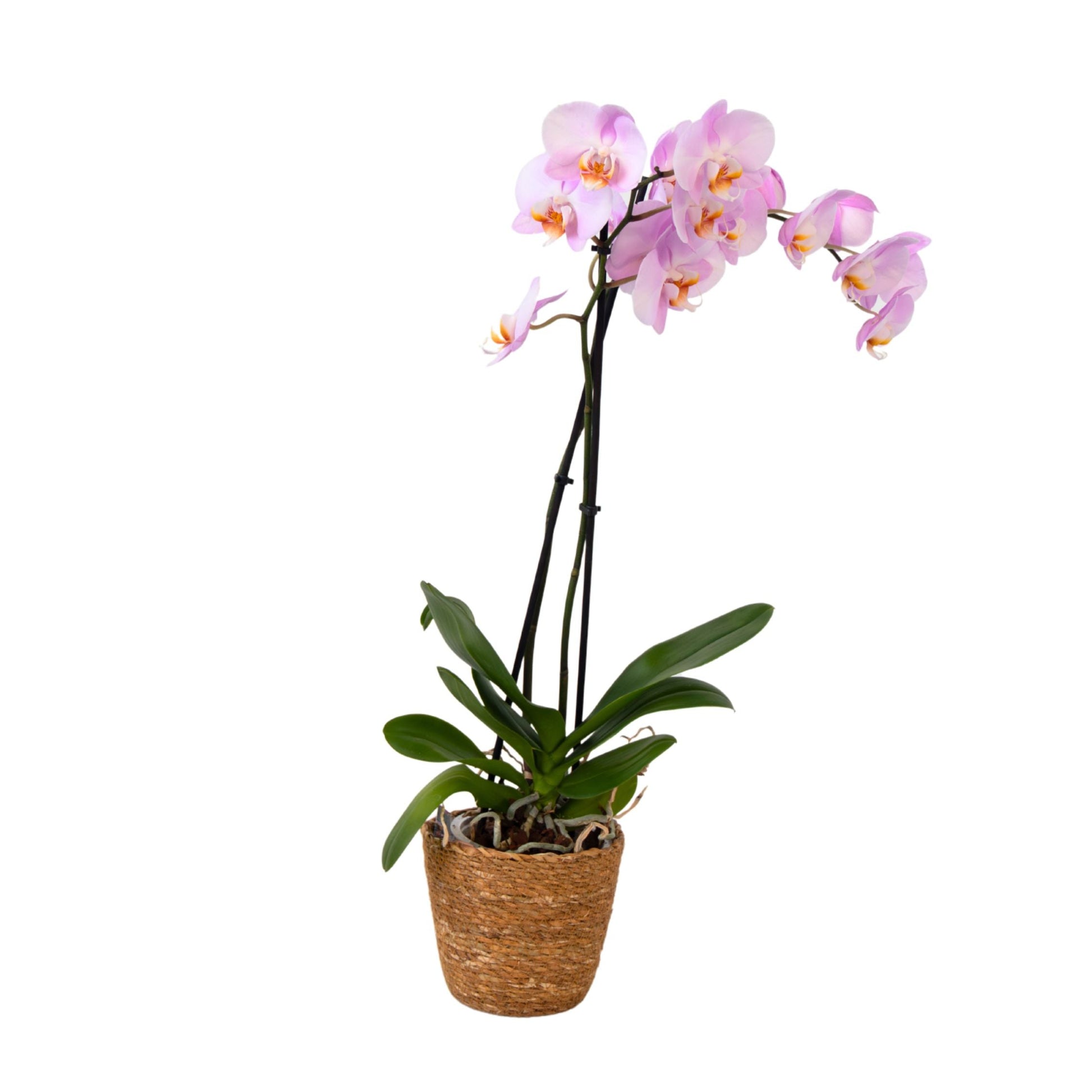 Moth Orchid Plant 50 to 60cm with Pink Flowers