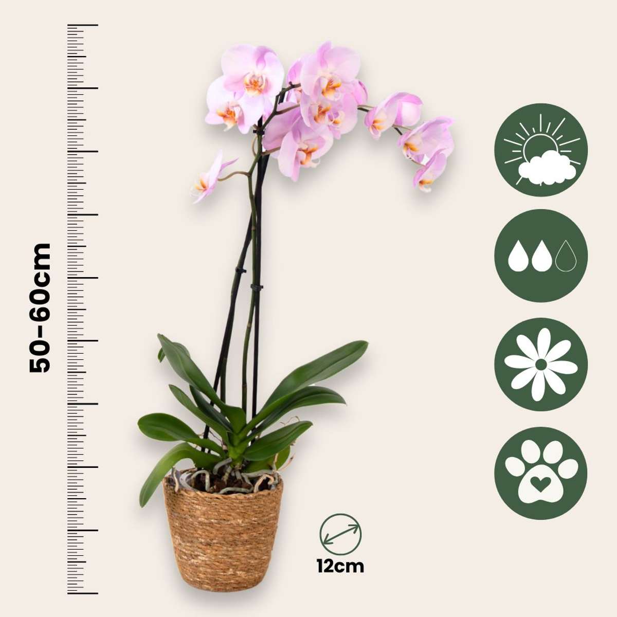 Moth Orchid Plant 50 to 60cm with Pink Flowers