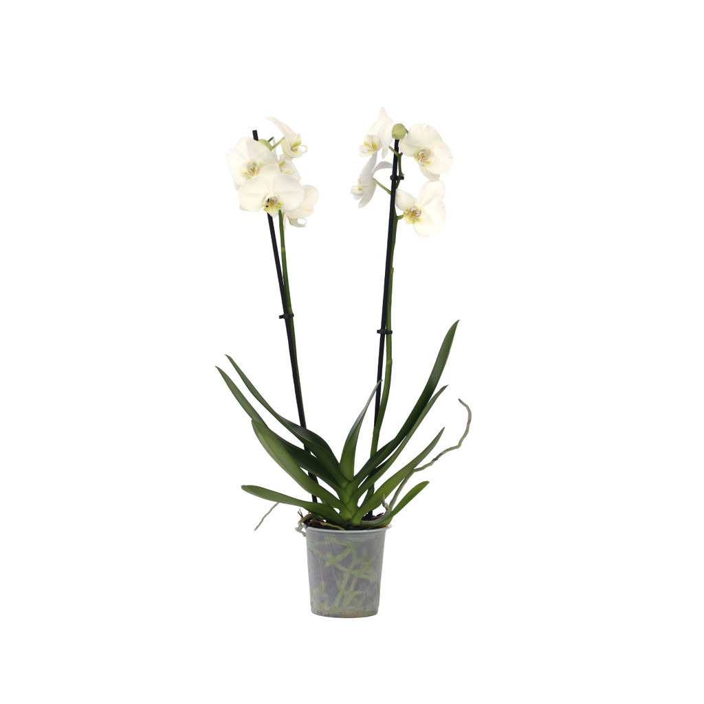 White Moth Orchid Plant 50 to 60cm Height