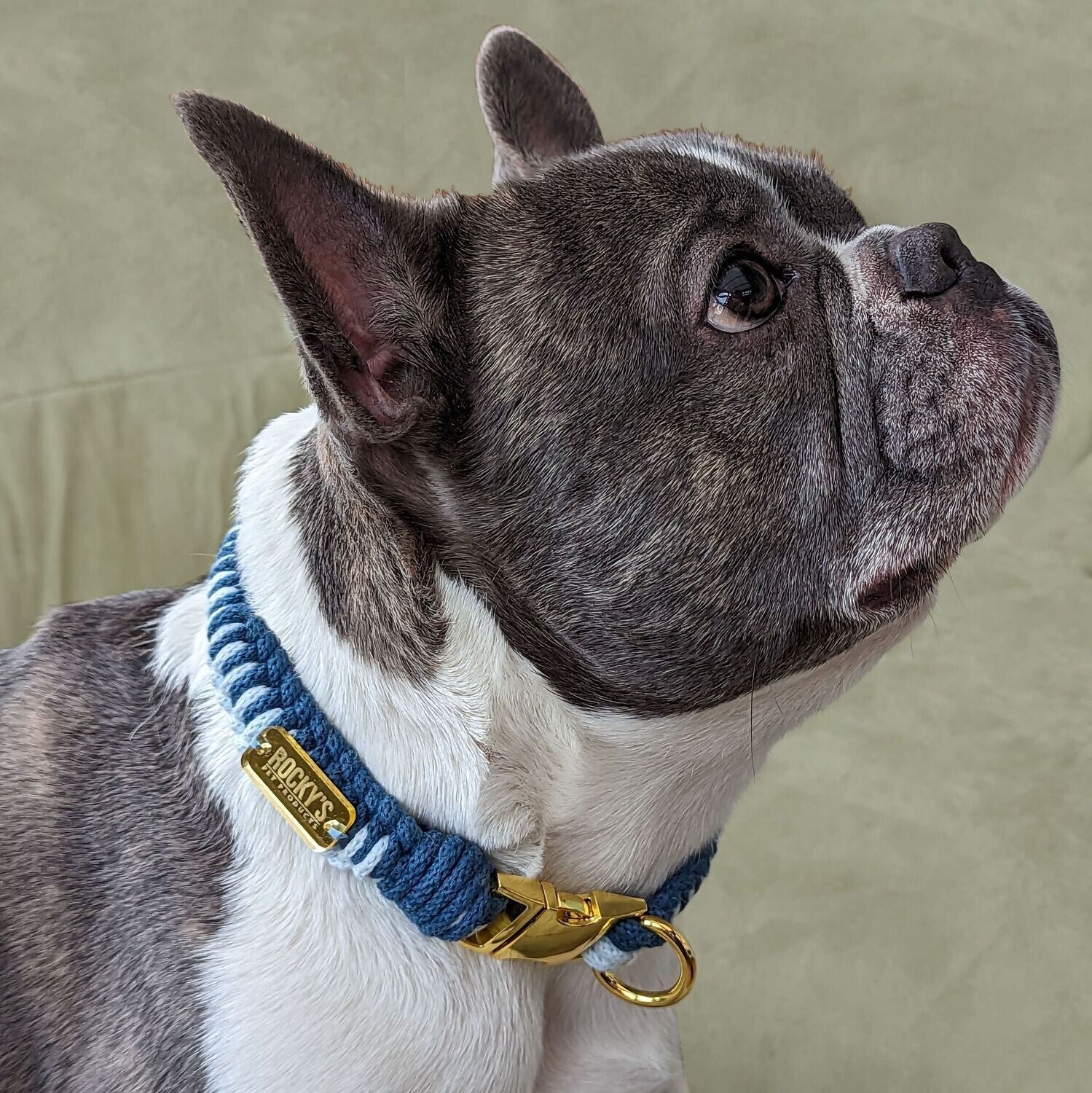 Make Your Own Dog Collar Craft Kit in Blue