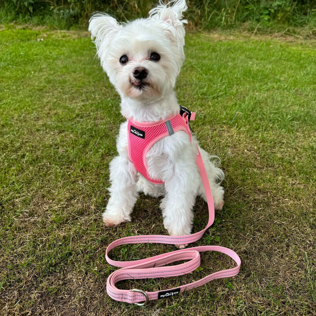 Reflective Pink Webbing Lead with Neoprene Handle 15mm