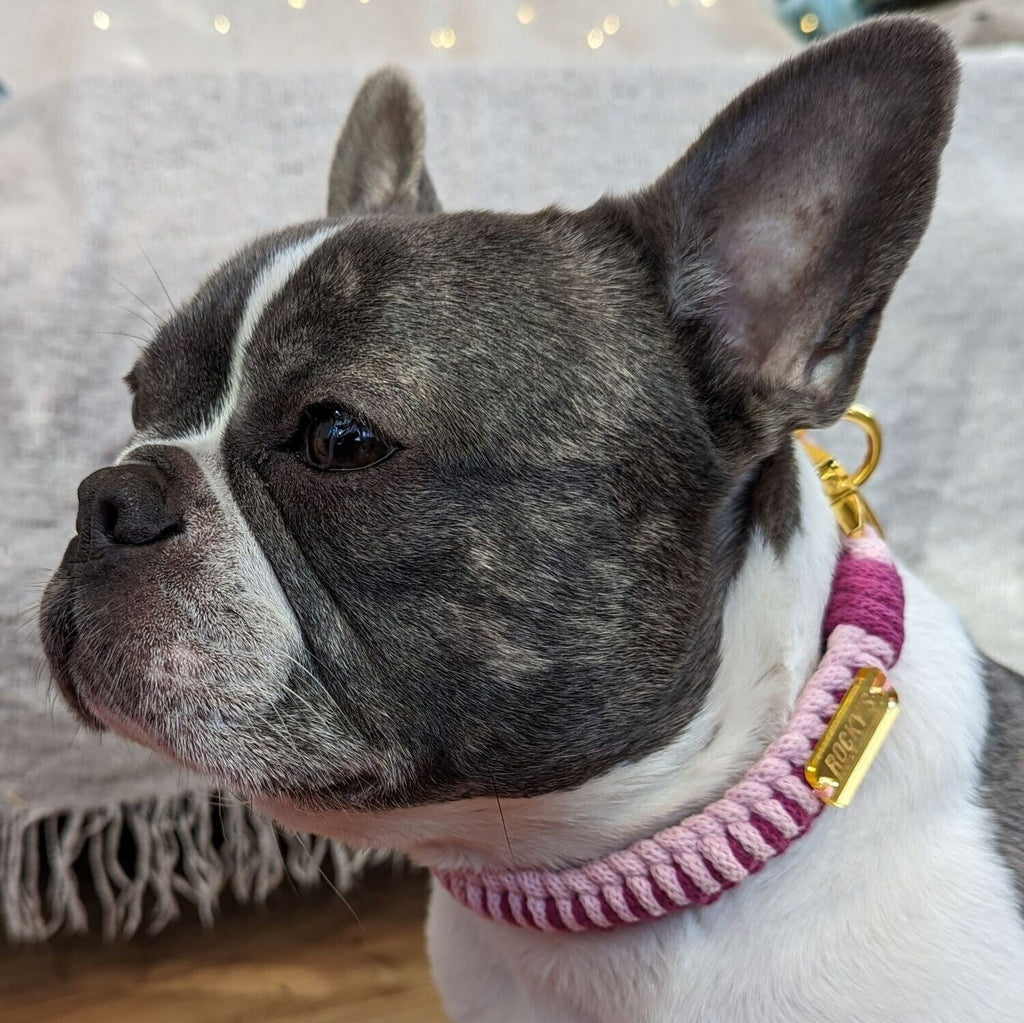 Make Your Own Dog Collar Craft Kit in Pink
