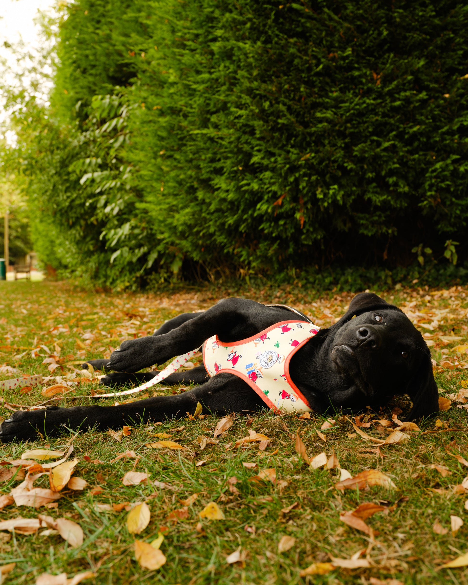 Yellow Sunrise Moomins Padded Dog Harness