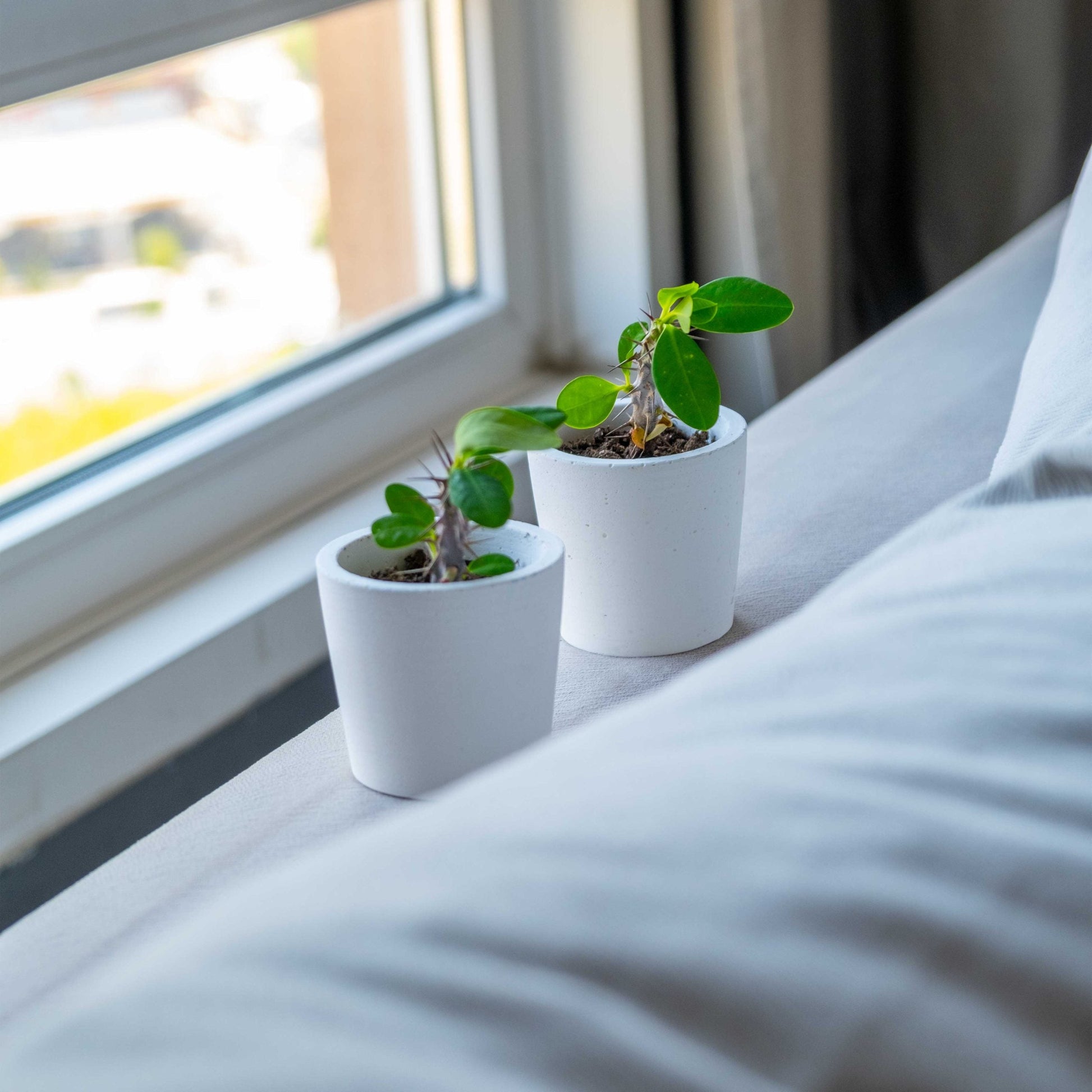White Concrete Blossom Pot
