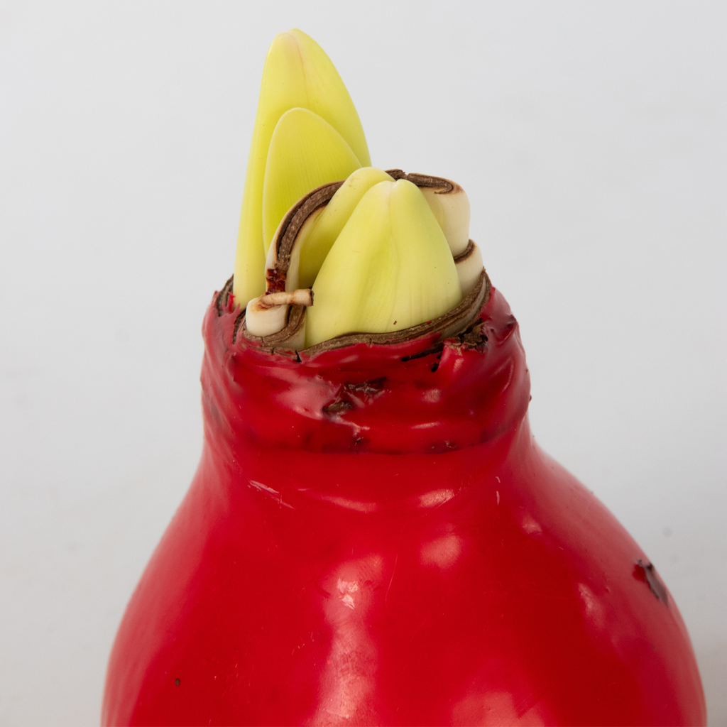 Wax Red Amaryllis Flower Bulb