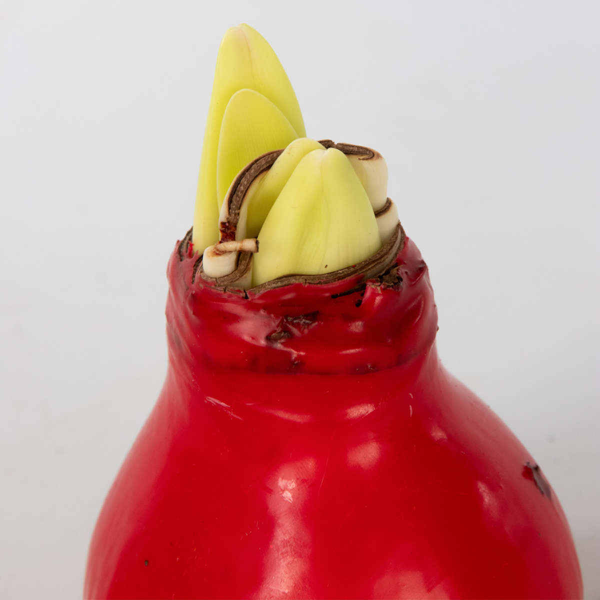 Wax Red Amaryllis Flower Bulb