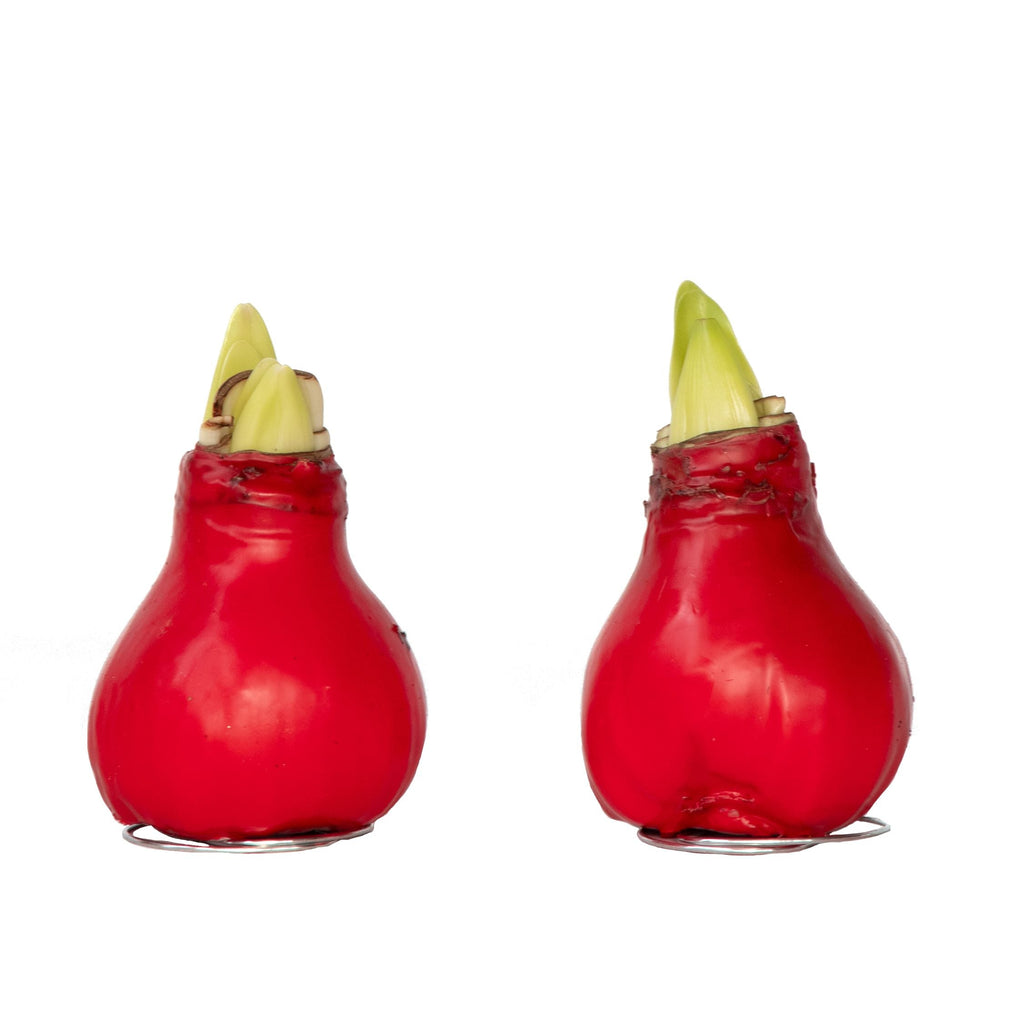 Wax Red Amaryllis Flower Bulb