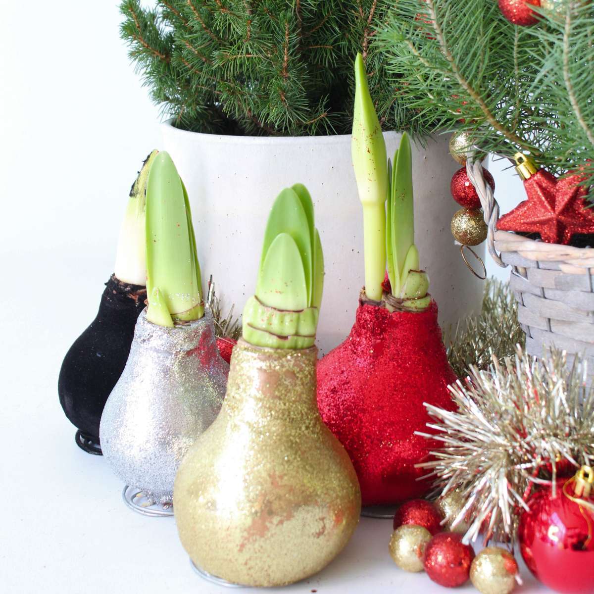 Red Amaryllis Glitter Bulbs Set of 3