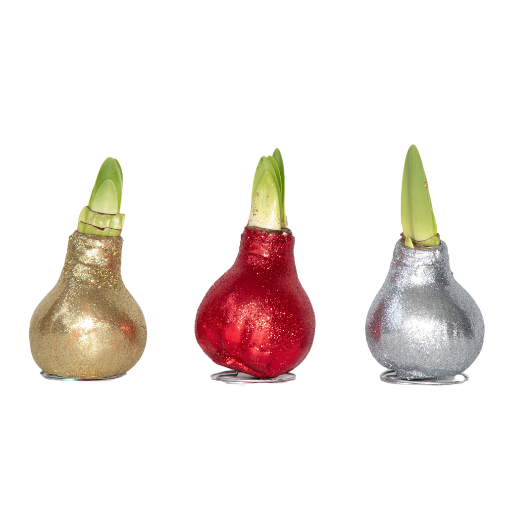 Red Amaryllis Glitter Bulbs Set of 3