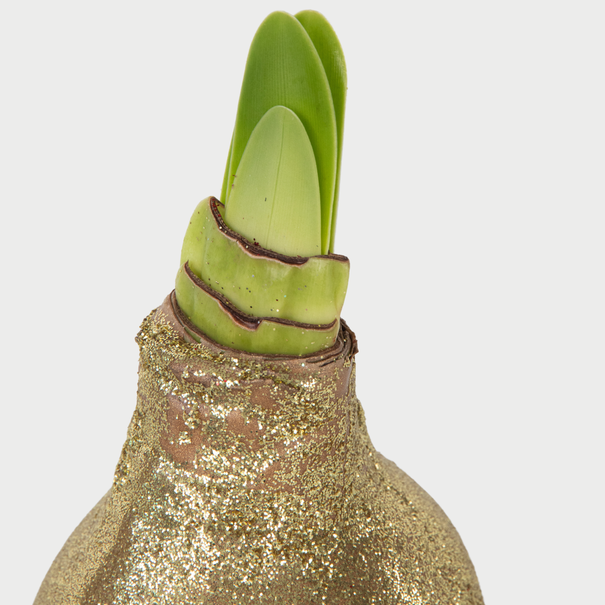 Red Amaryllis Glitter Bulbs Set of 3