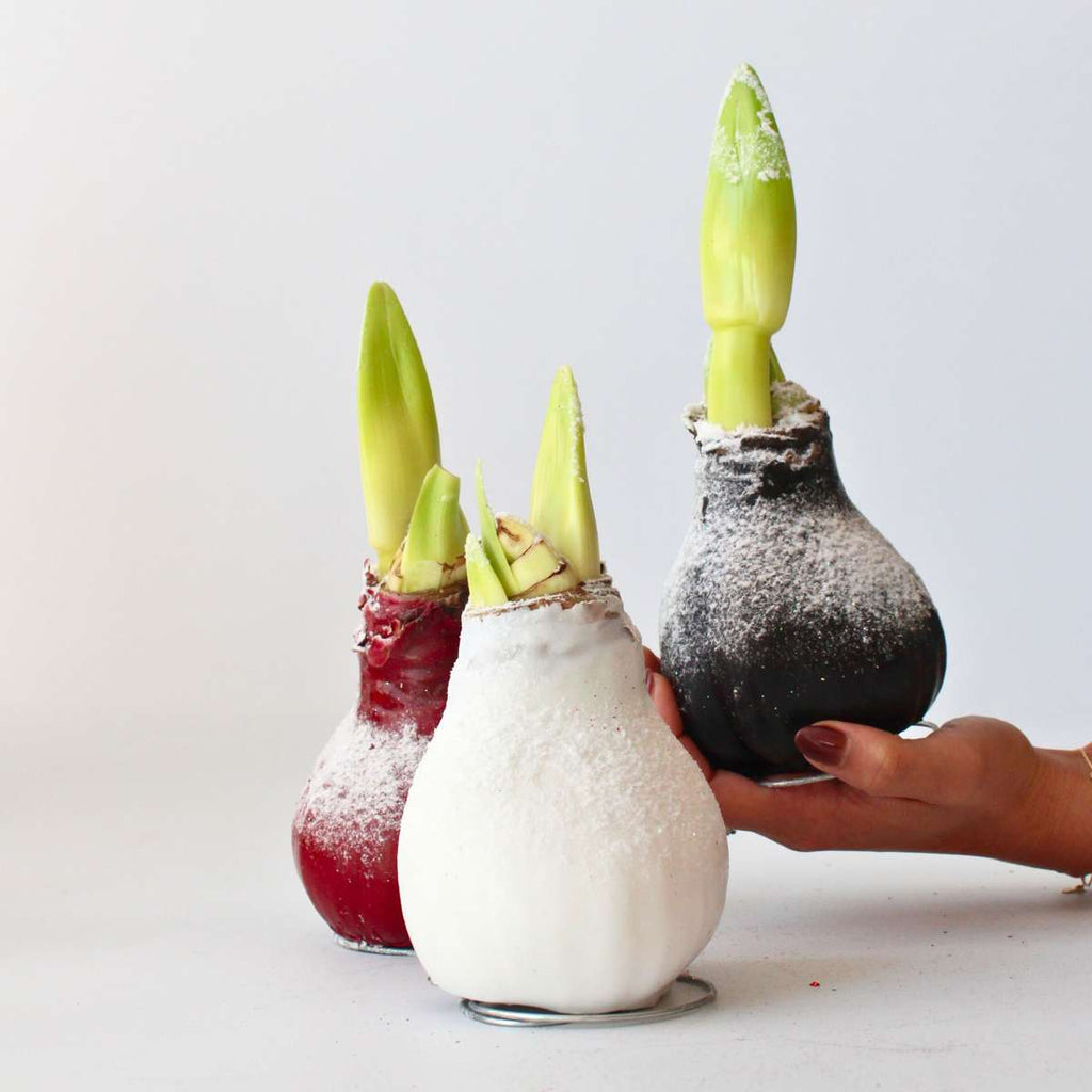 Wax Snow Mix Amaryllis Flower Bulb Red