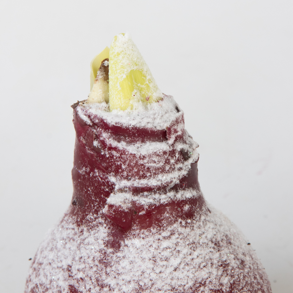 Wax Snow Mix Amaryllis Flower Bulb Red