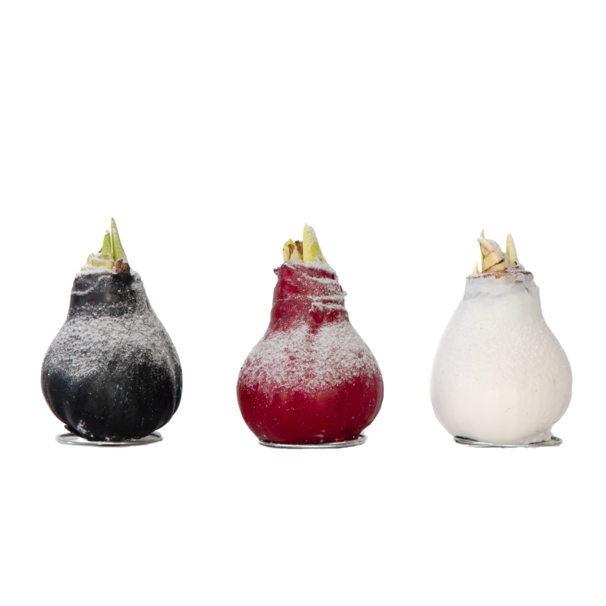 Wax Snow Mix Amaryllis Flower Bulb Red