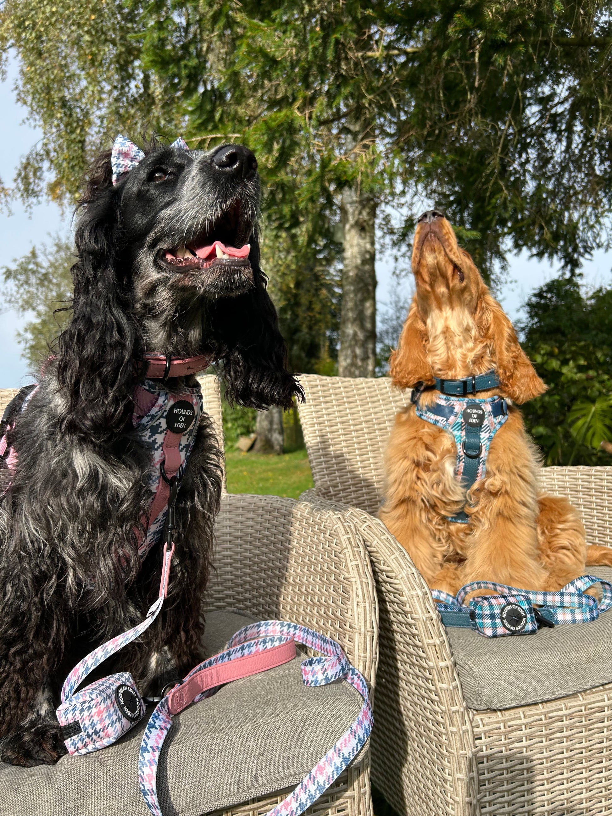 Smart Dog Supaw Strong Lite Harness XS to XL