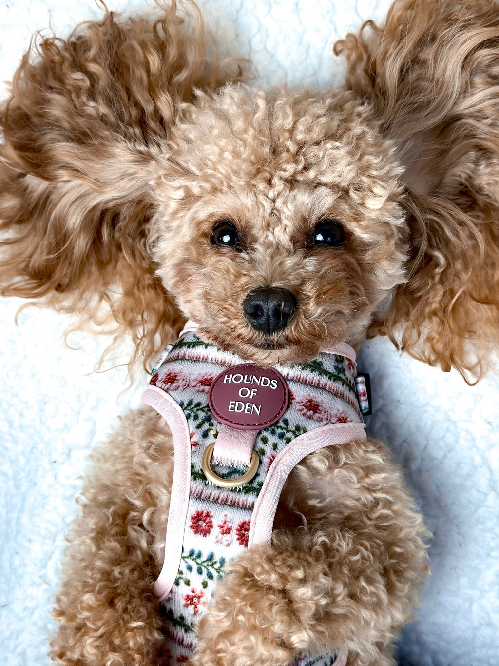 Bella's Jumper Dog Harness XXS to XS