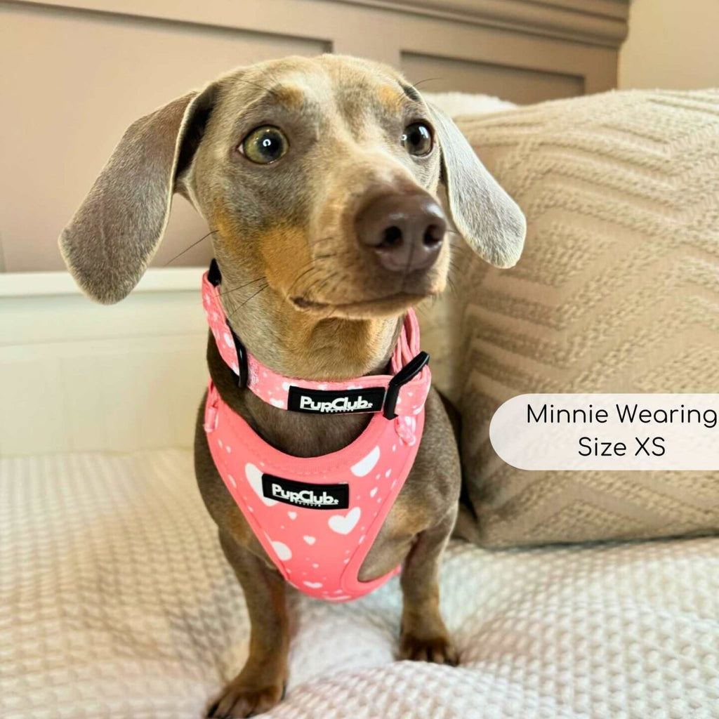 Peachy Hearts Adjustable Dog Harness