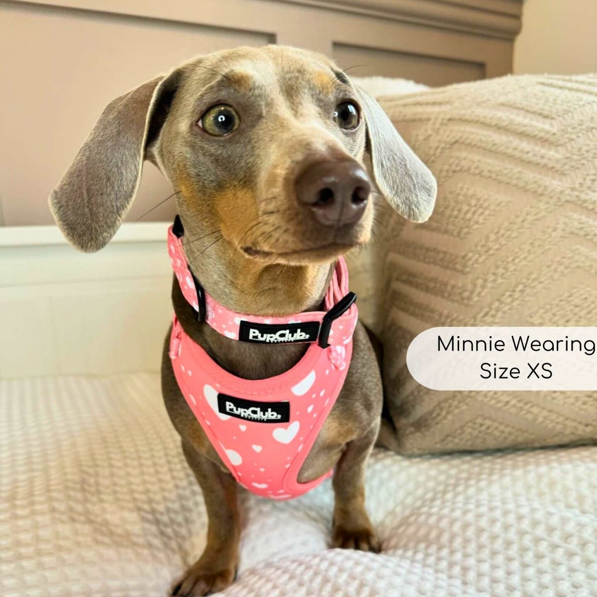 Peachy Hearts Adjustable Dog Harness