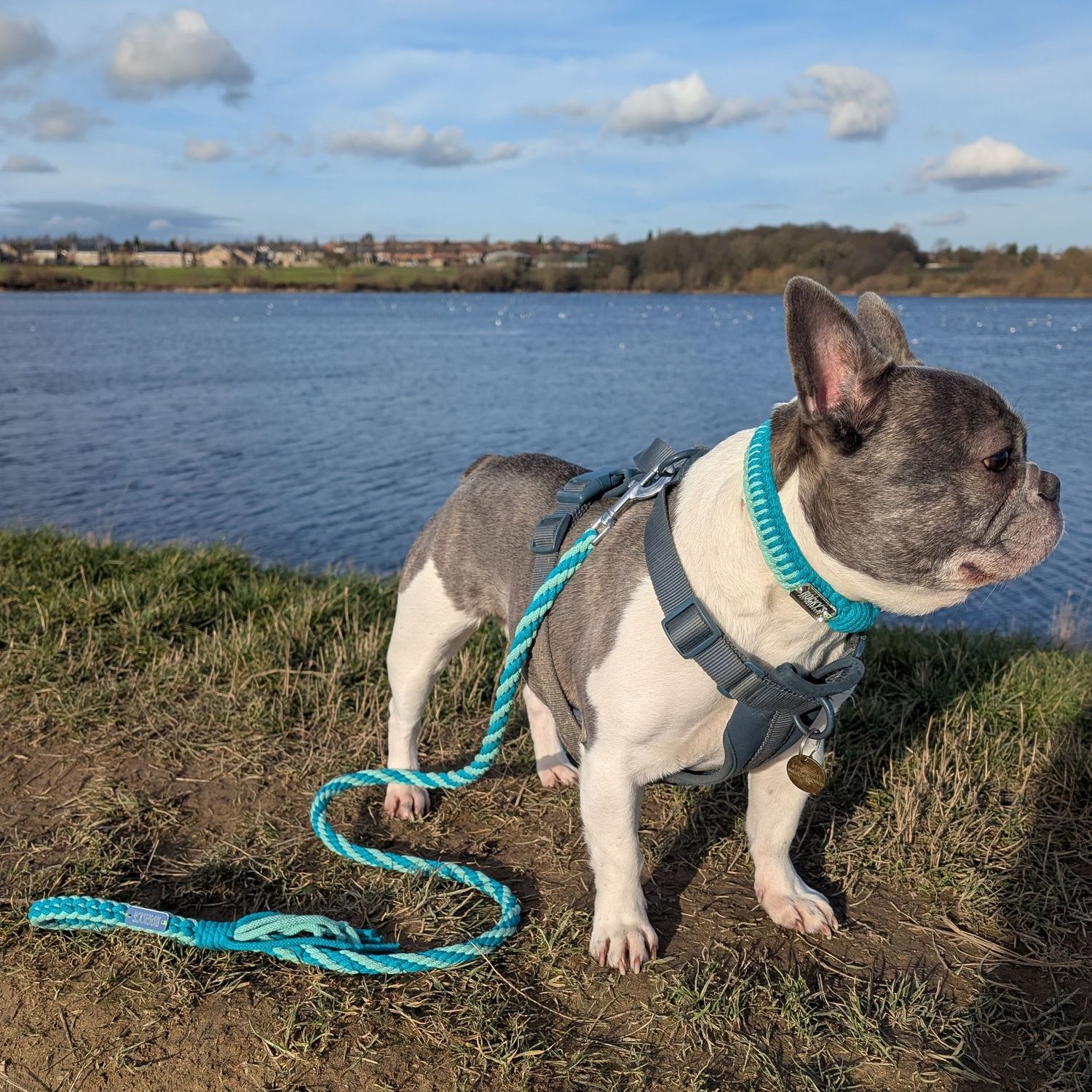Make Your Own Dog Collar Craft Kit in Mint