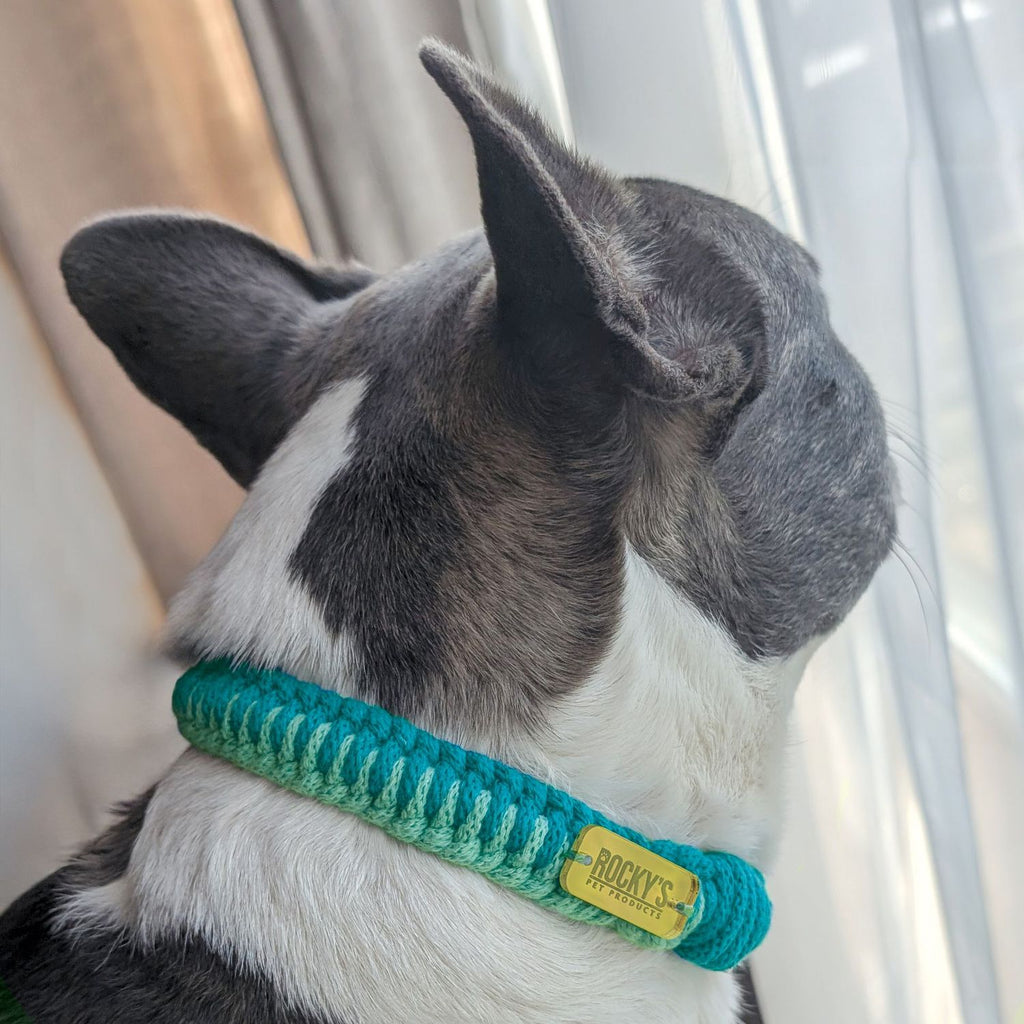 Make Your Own Dog Collar Craft Kit in Mint