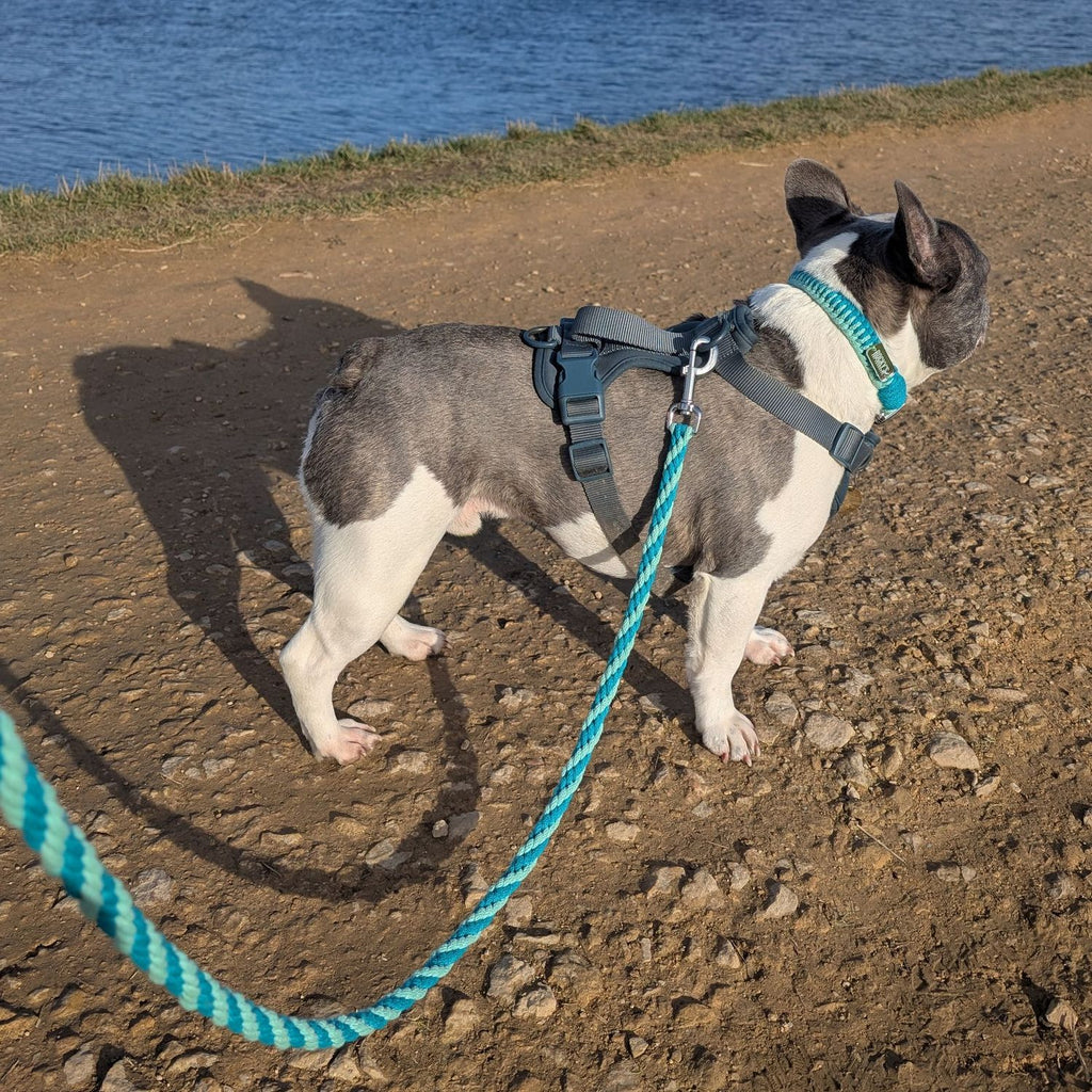 Make Your Own Dog Lead Craft Kit in Mint