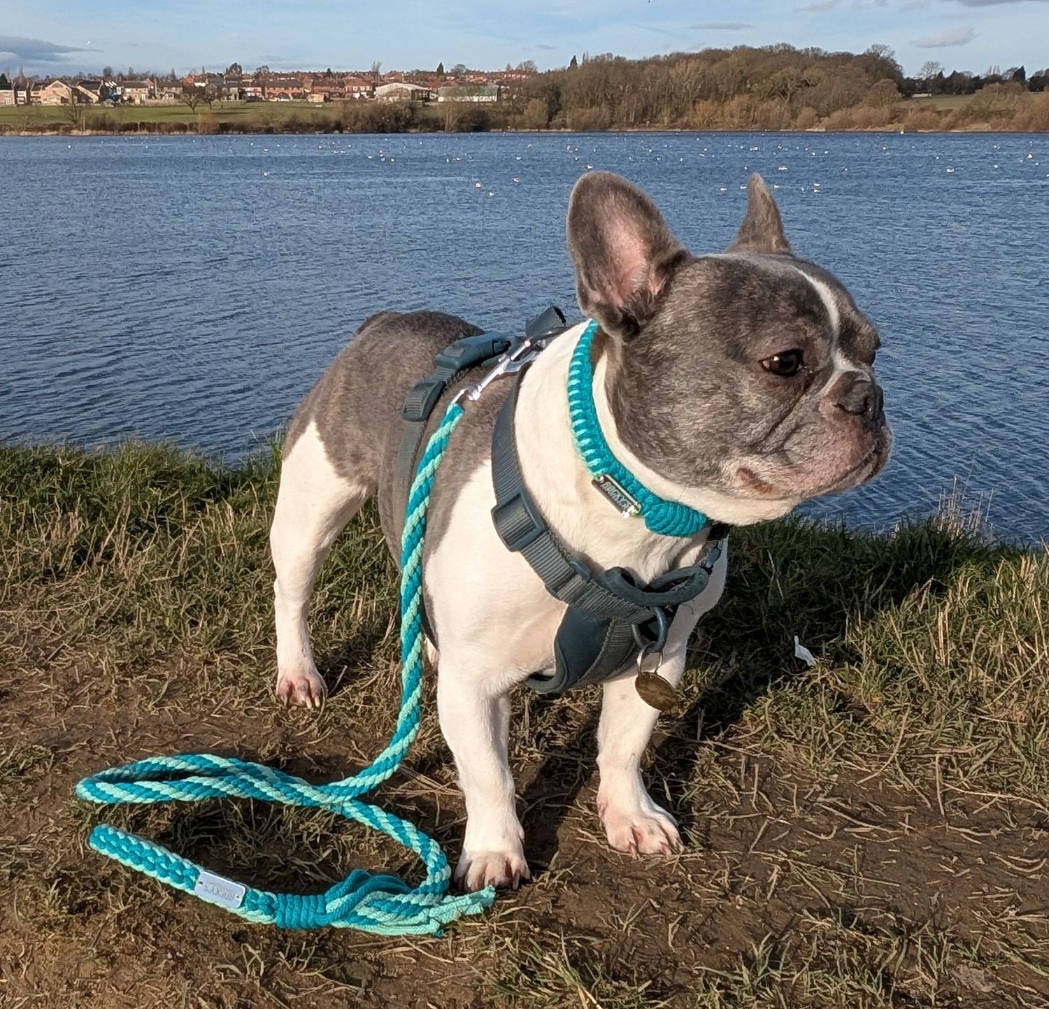 Make Your Own Dog Lead Craft Kit in Mint