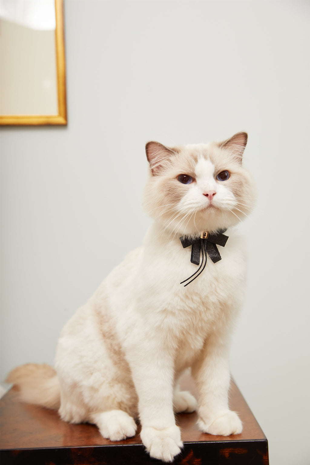 Black Bowknot Collar with Glitter Detail