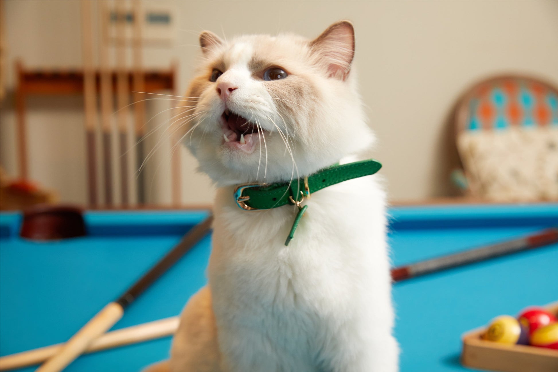 Leather Collar with Gold and Silver Hardware