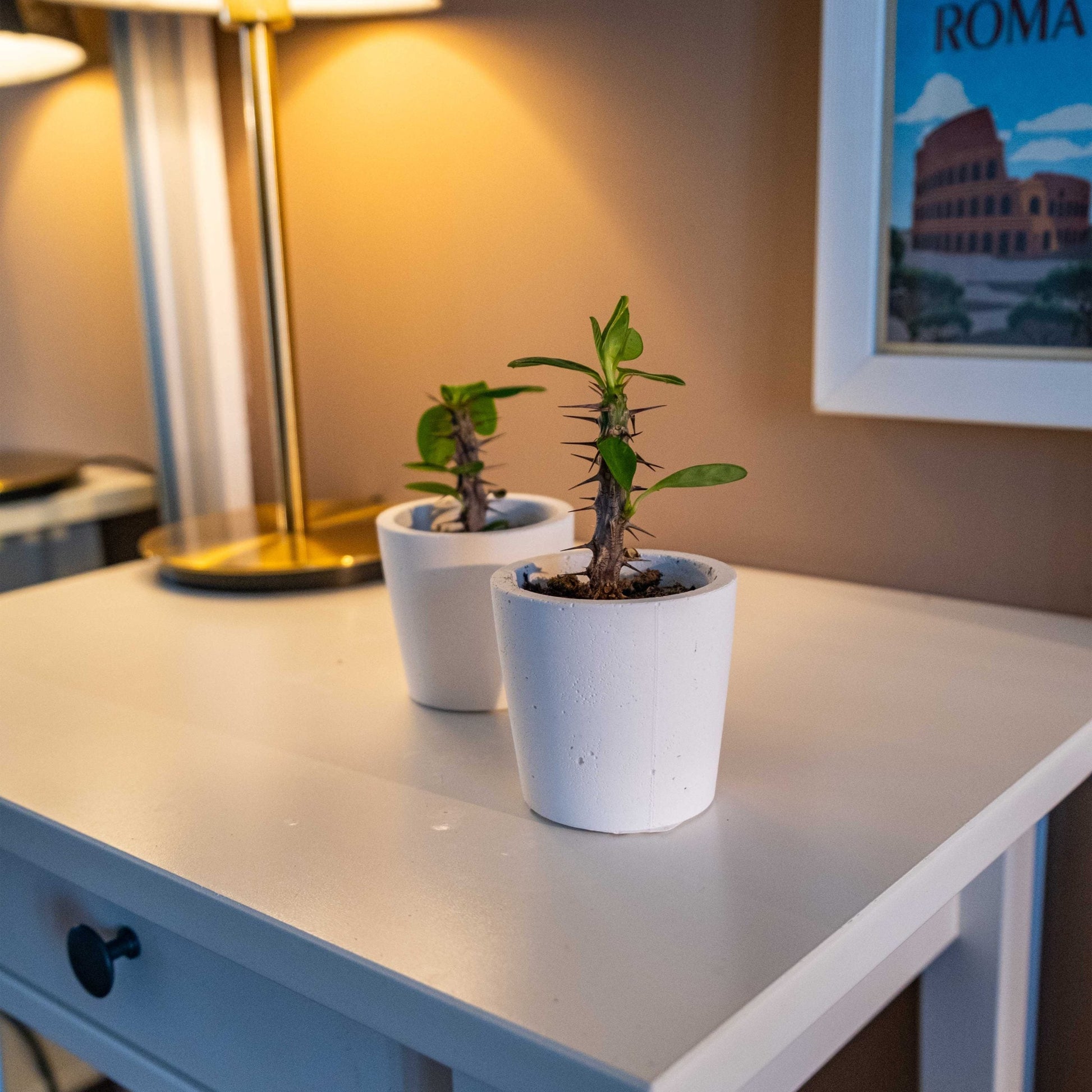 White Concrete Blossom Pot