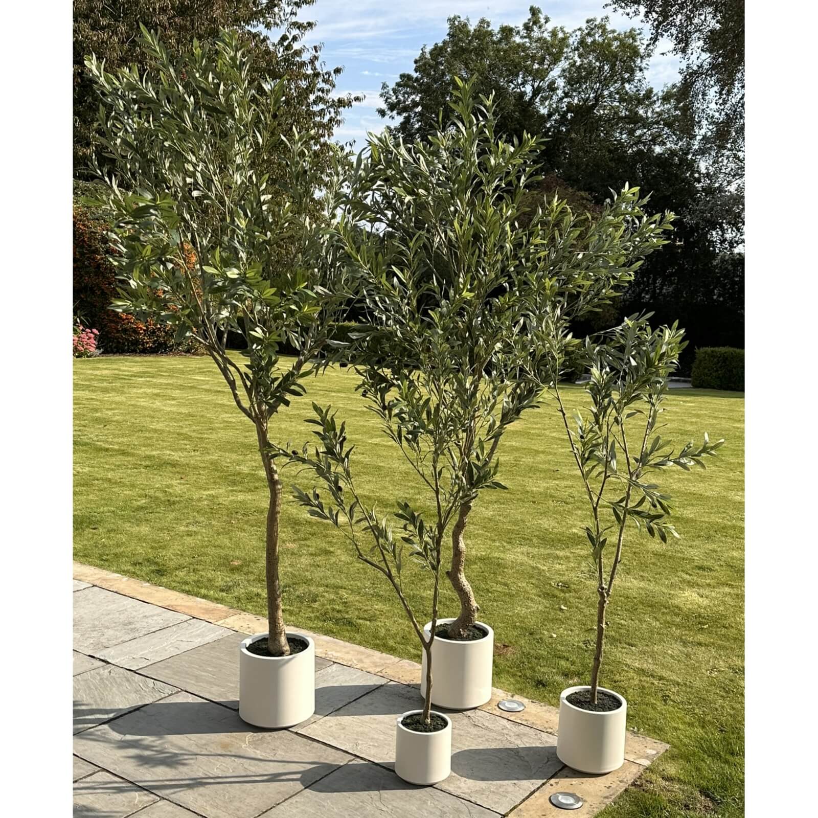 210cm artificial Apulia olive tree in white pot with silvery-green leaves and realistic brown trunk by Sostter at brixbailey.com