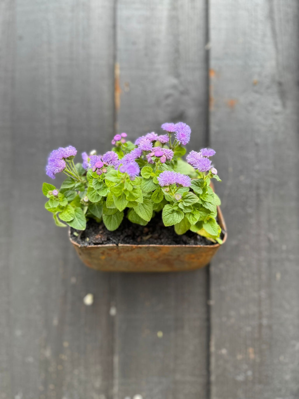 Vintage Rusty Metal Wall Mounted Planter for Herbs and Flowers