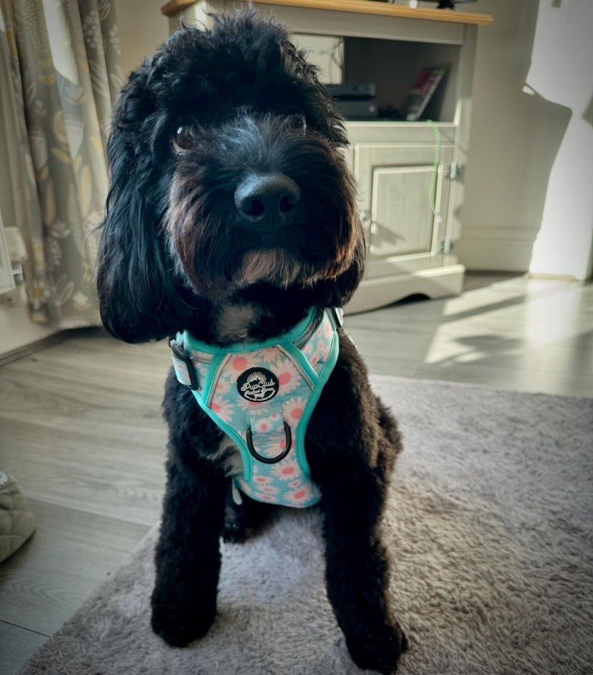 Pastel Daisy No Pull Dog Harness