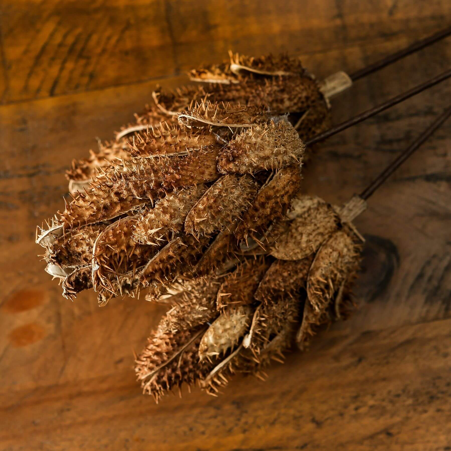 Dried Protea bouquet in earthy tones, preserved floral arrangement for rustic or modern decor  by Sostter at brixbailey.com