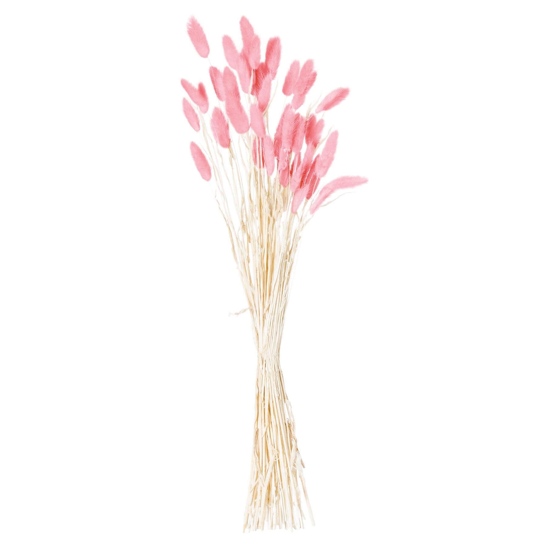 Soft pink bunny tail grass stems, 60cm tall, natural dried floral decor for minimalist or mixed arrangements. by sostter at brixbailey.com