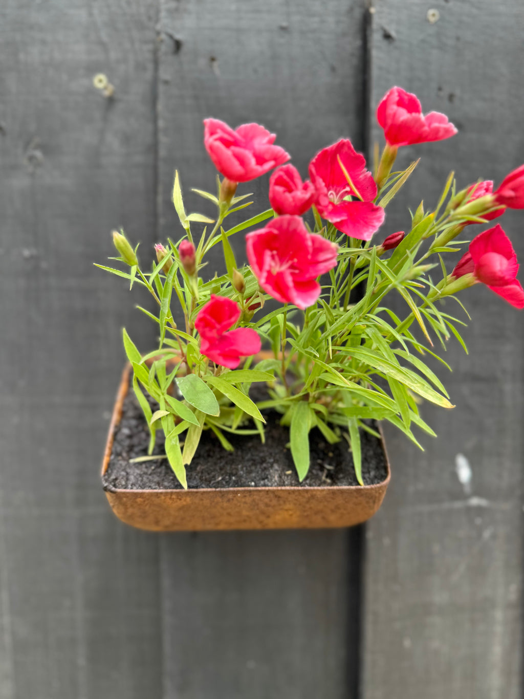 Vintage Rusty Metal Wall Mounted Planter and Key Holder