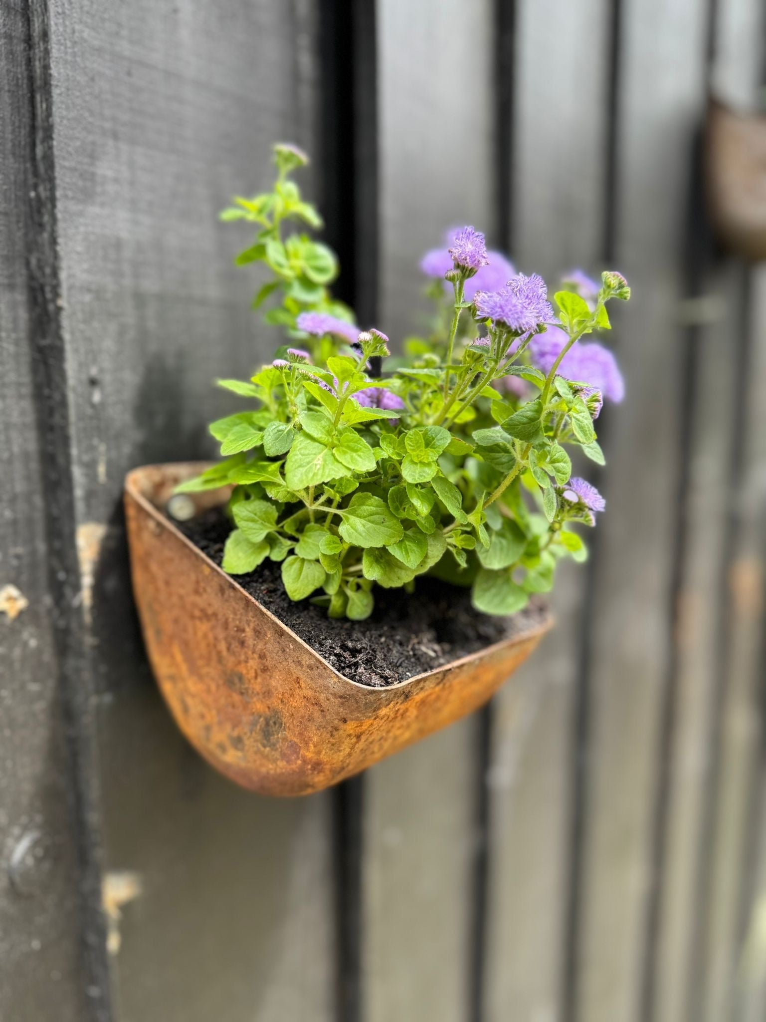 Vintage Rusty Metal Wall Mounted Planter