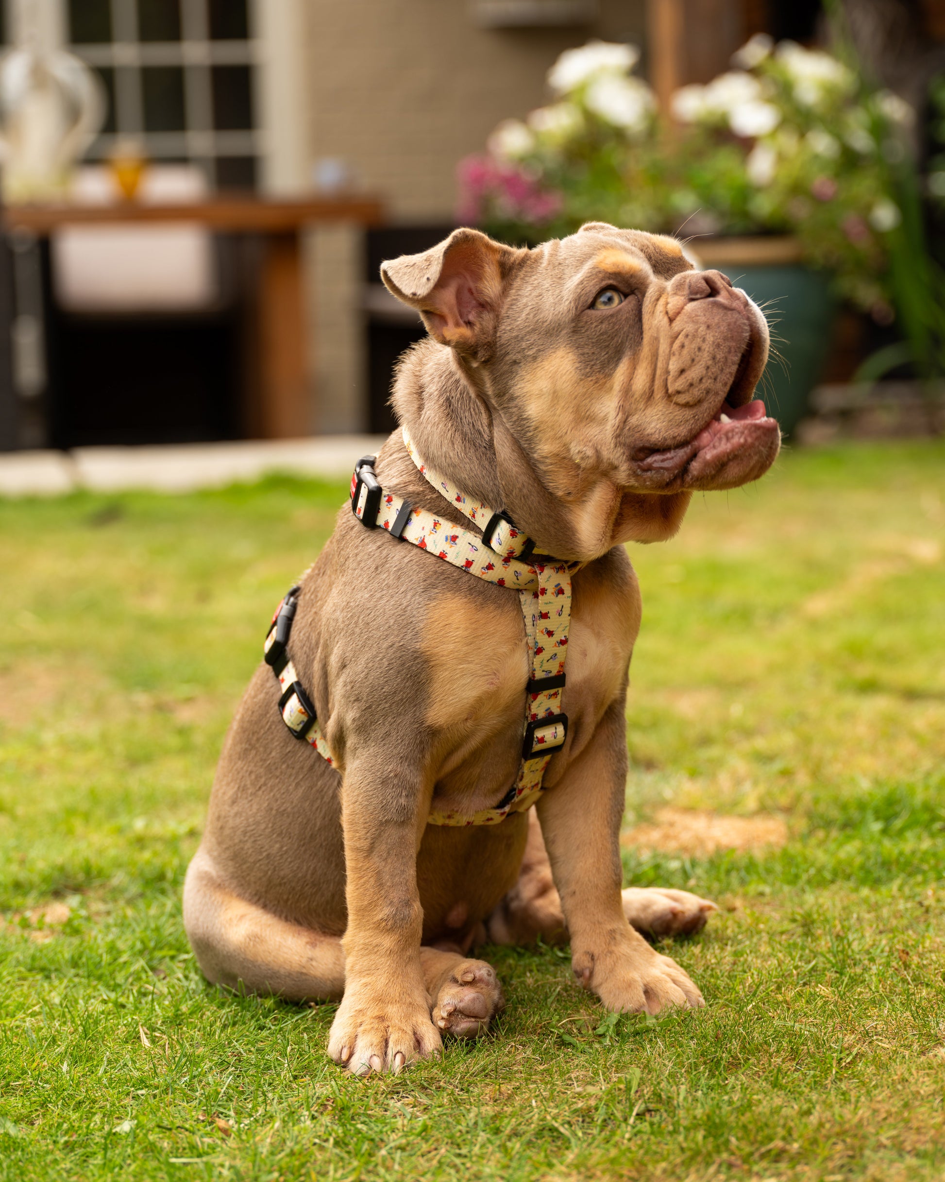 Yellow Sunrise Dogs H-Harness