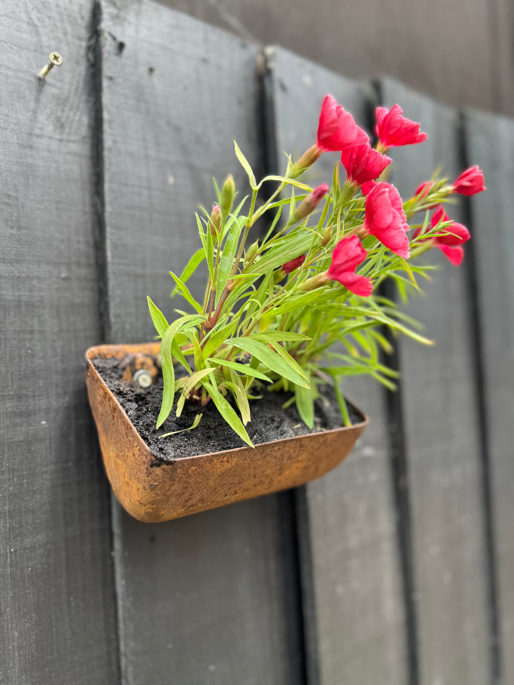 Vintage Rusty Metal Wall Mounted Planter and Key Holder
