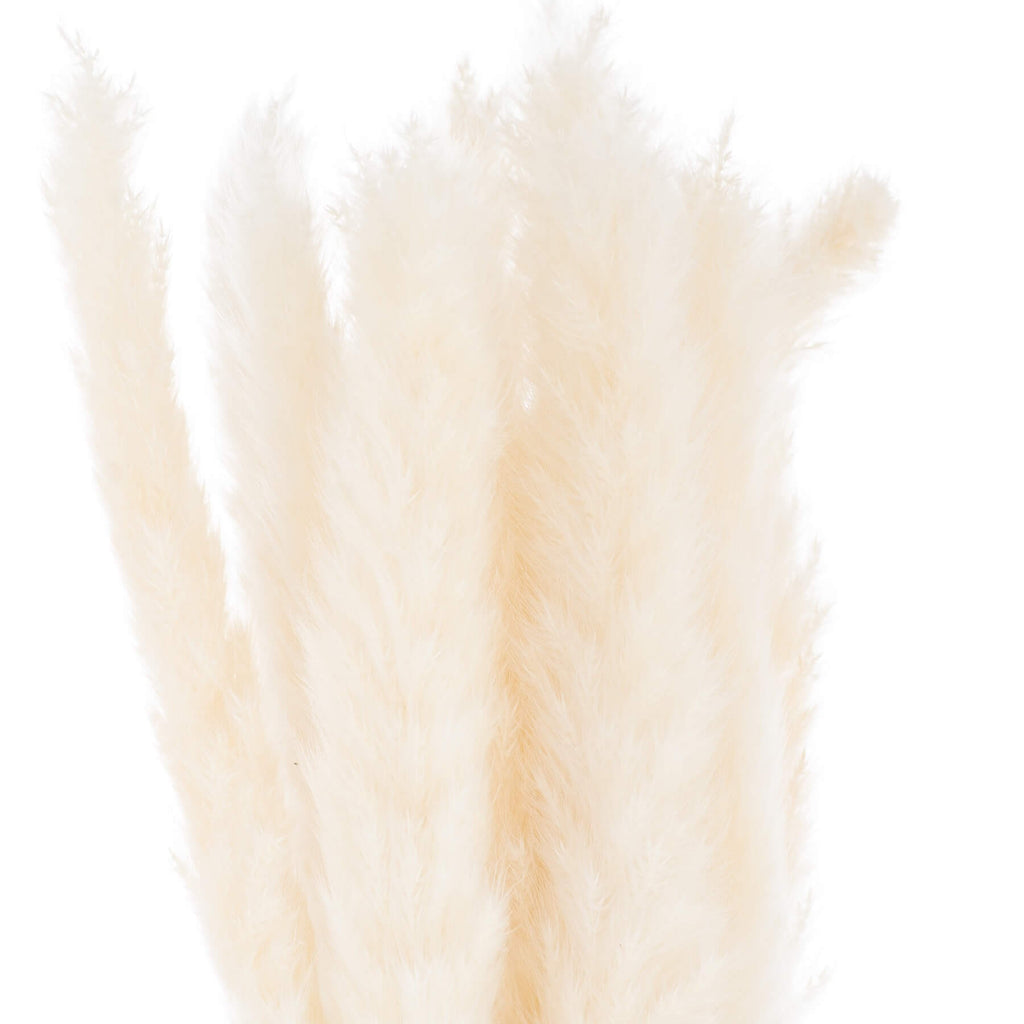 Hand-selected mini white pampas grass stems, 60 cm tall with soft feathery plumes for elegant home decor by sostter at brixbailey.com