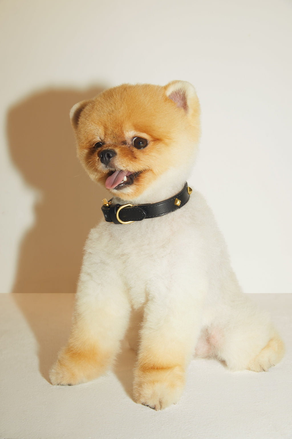 Black Leather Collar with Golden Rivets
