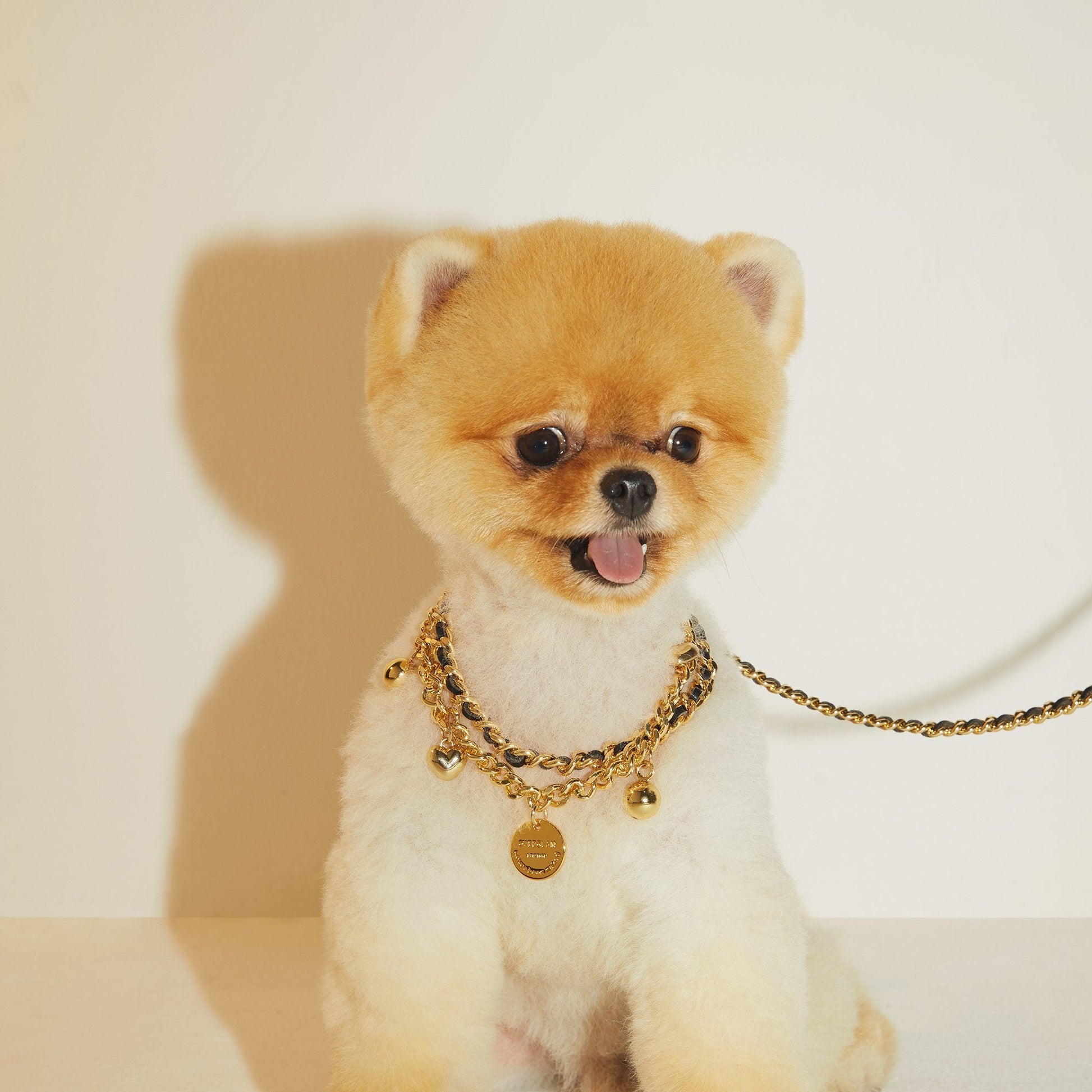Golden Chain Lead and Collar