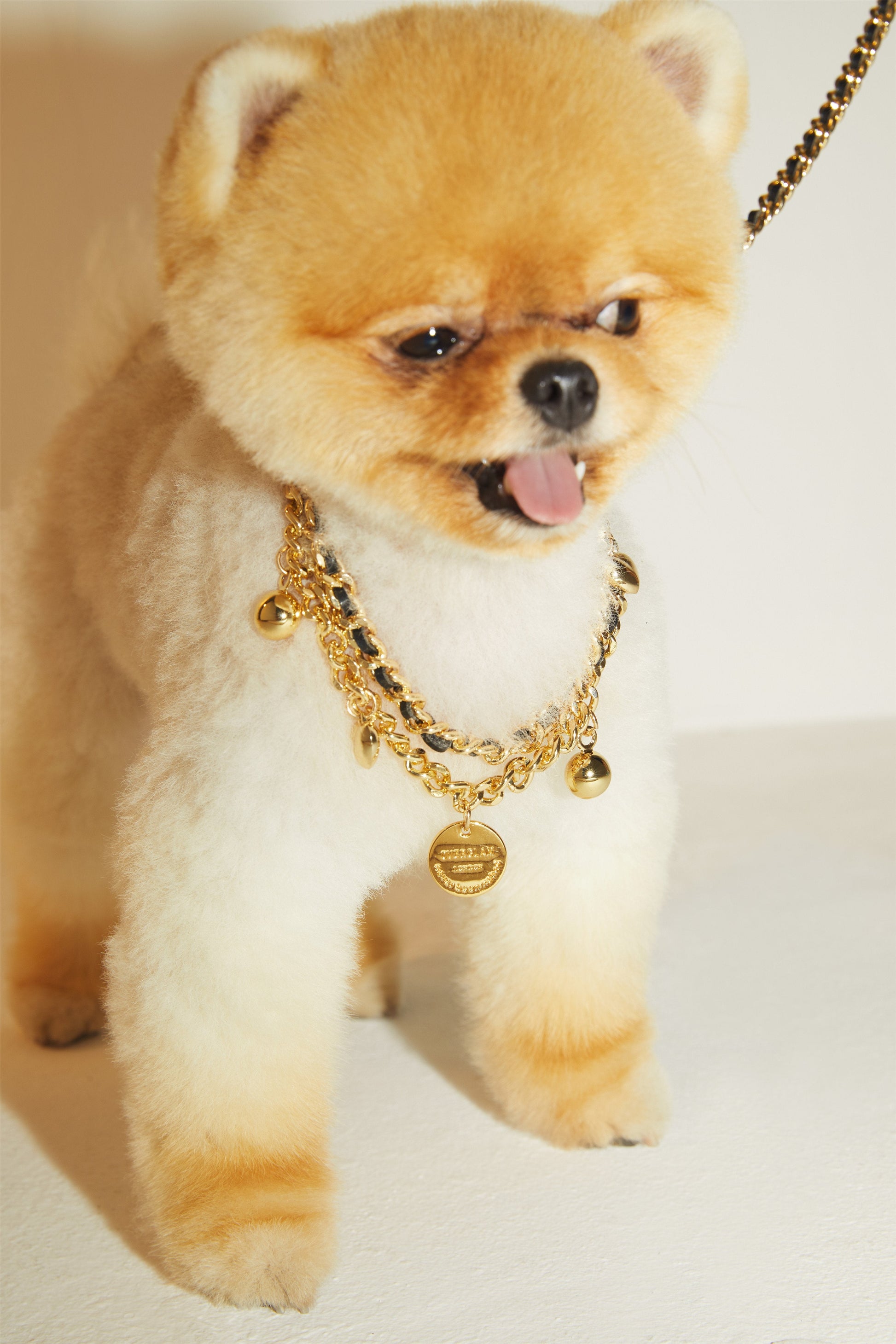 Golden Chain Lead and Collar