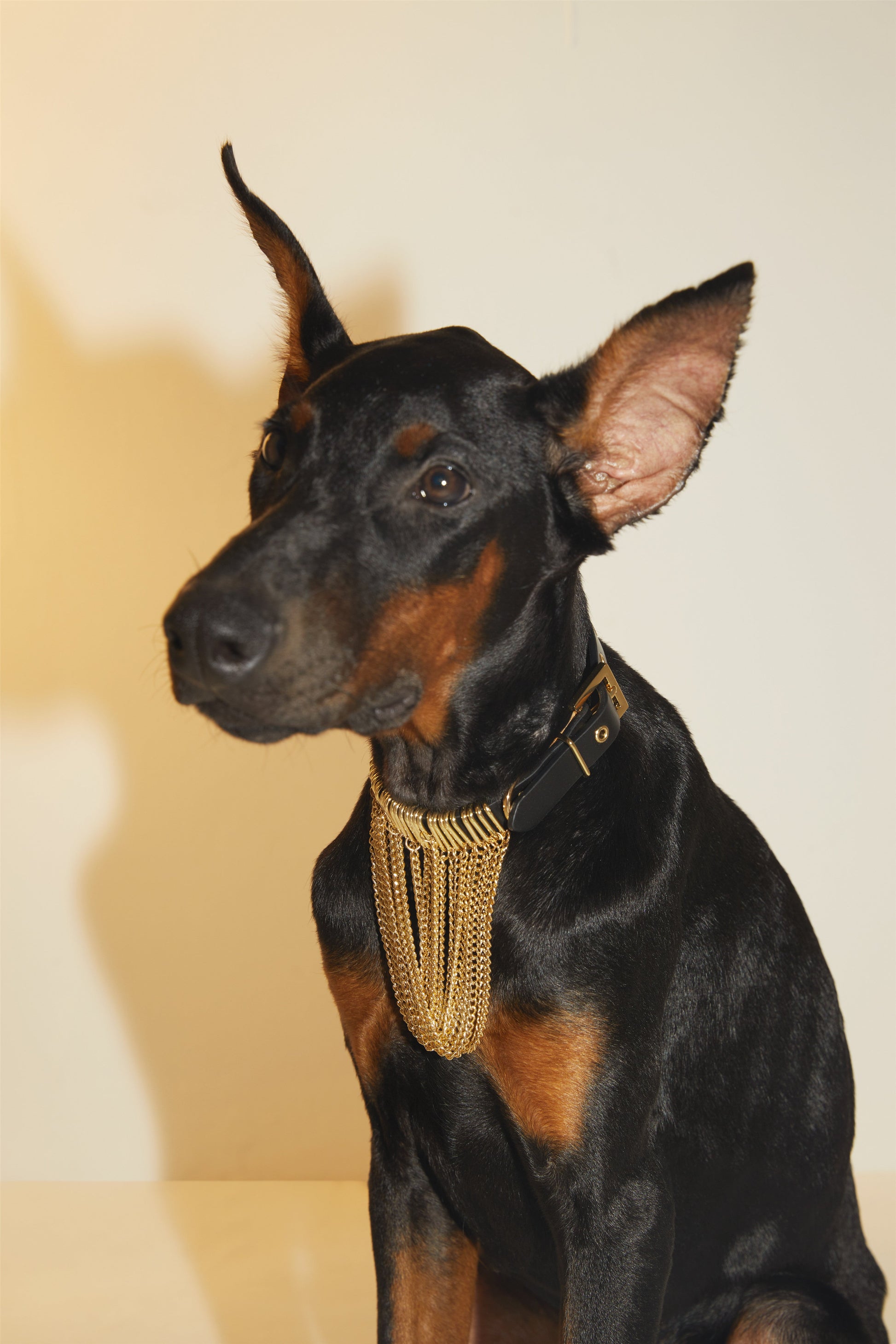 Black Leather Collar with Golden Draping Chain