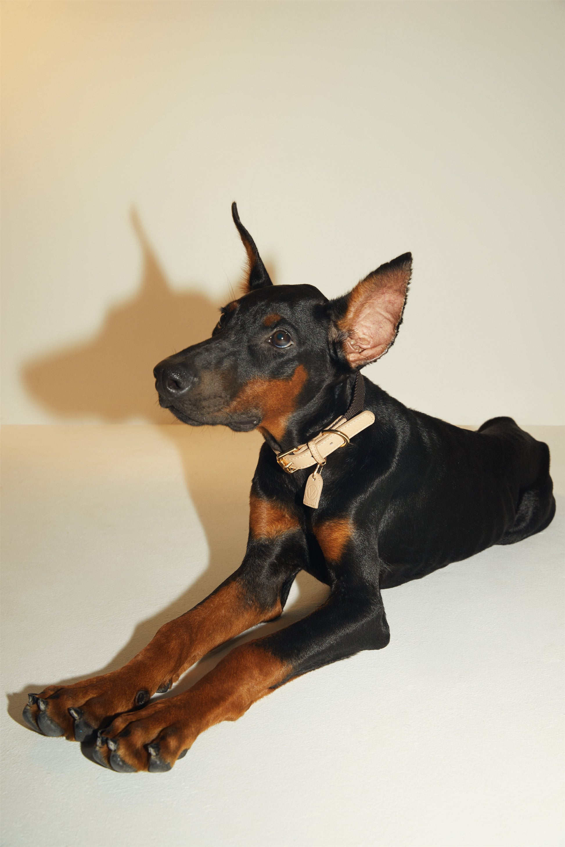 Contrast Collar in Apricot and Black